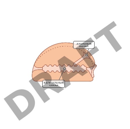 Мастурбатор реалистичный TOYFA Juicy Pussy Nicole с вибрацией , вагина и анус, TPR, телесный, 19 см